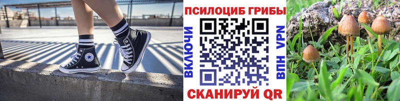 даркнет сайт  Новоржев  Галлюциногенные грибы Psilocybine cubensis 