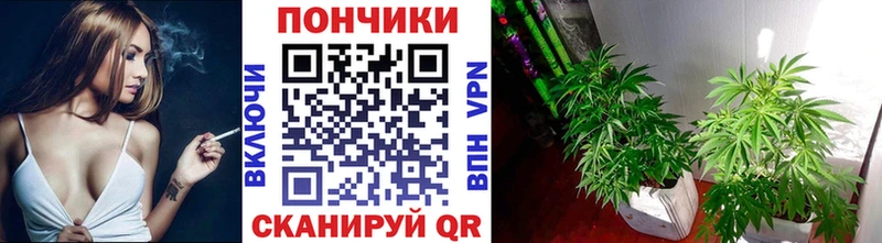 Канабис Bruce Banner  OMG сайт  Новоржев  продажа наркотиков 